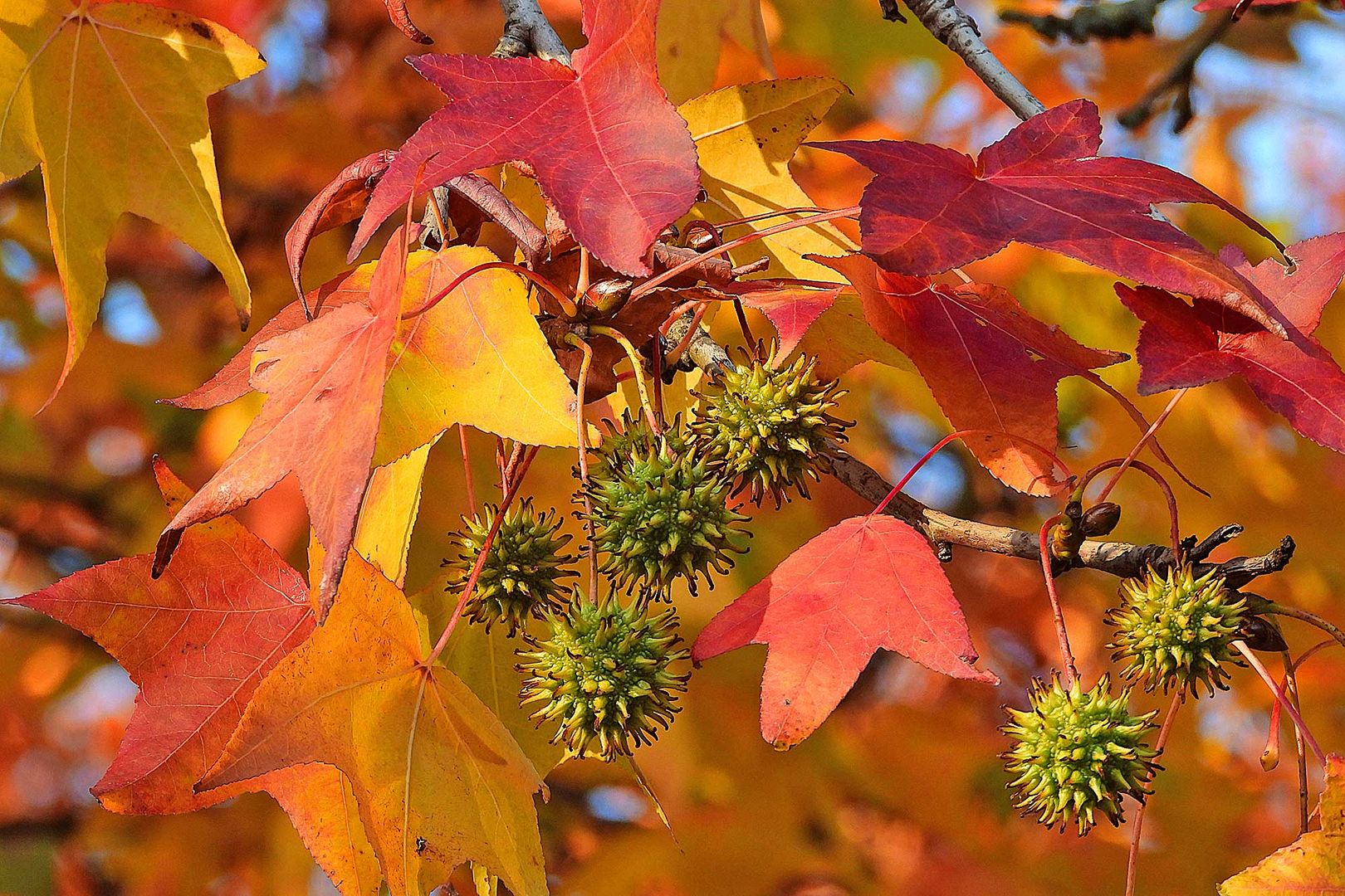 Herbstlaub-und-Früchte-am-Amberbaum 