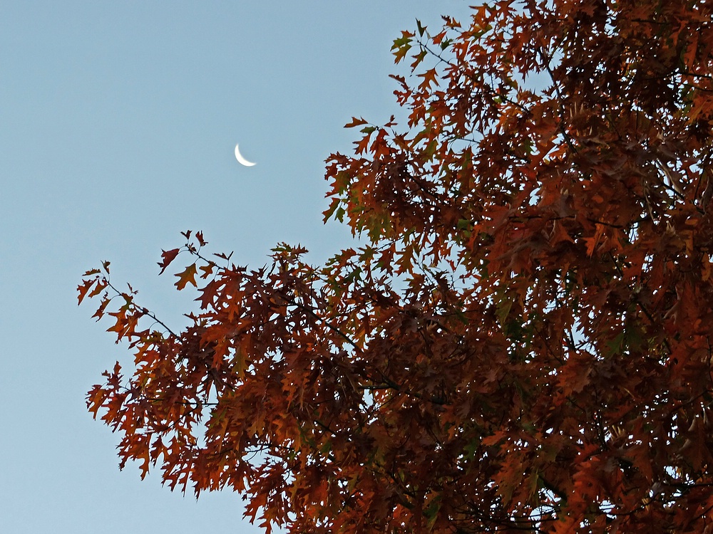 Herbstlaub und Mondsichel