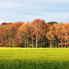 Herbstlaub und Rapsfeld