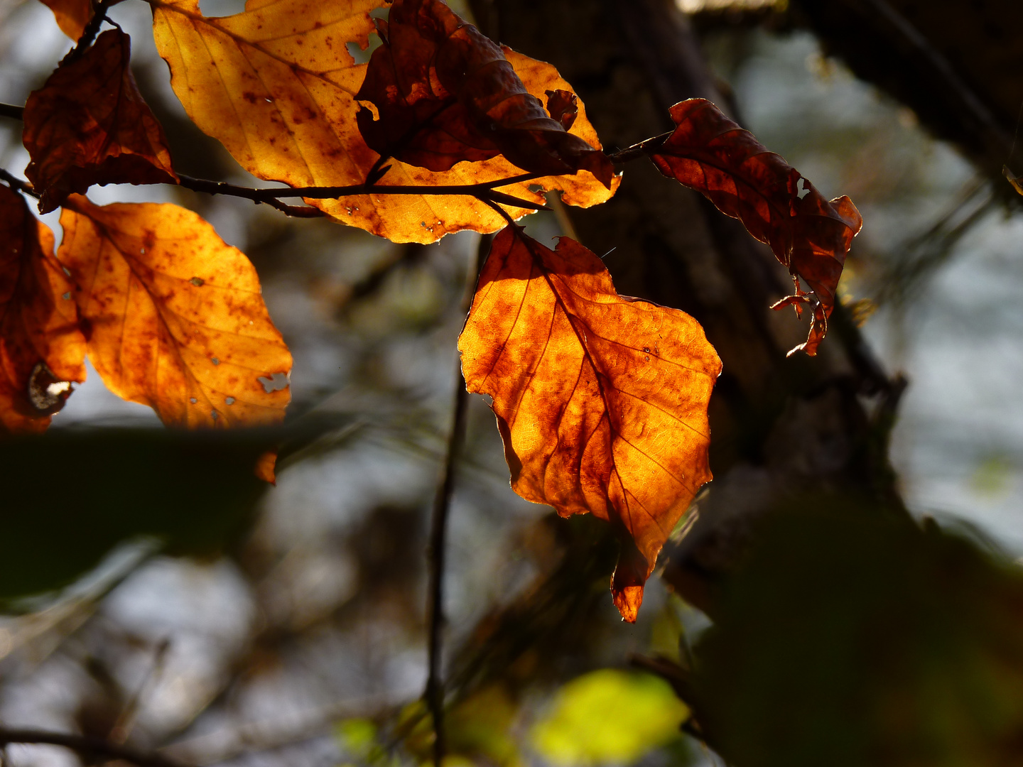 Herbstlaub und Sonnenschein