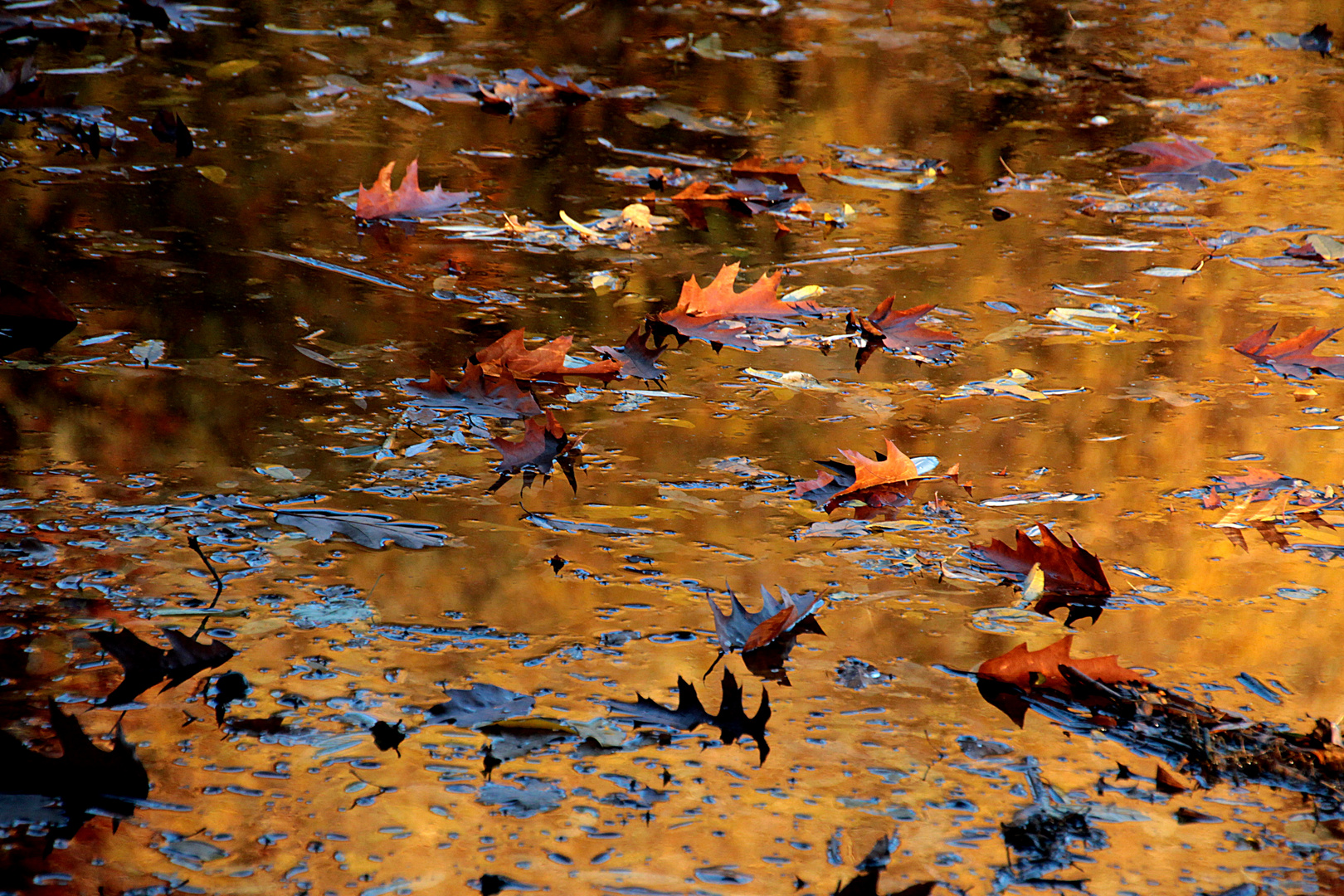 Herbstlaub und Wasser