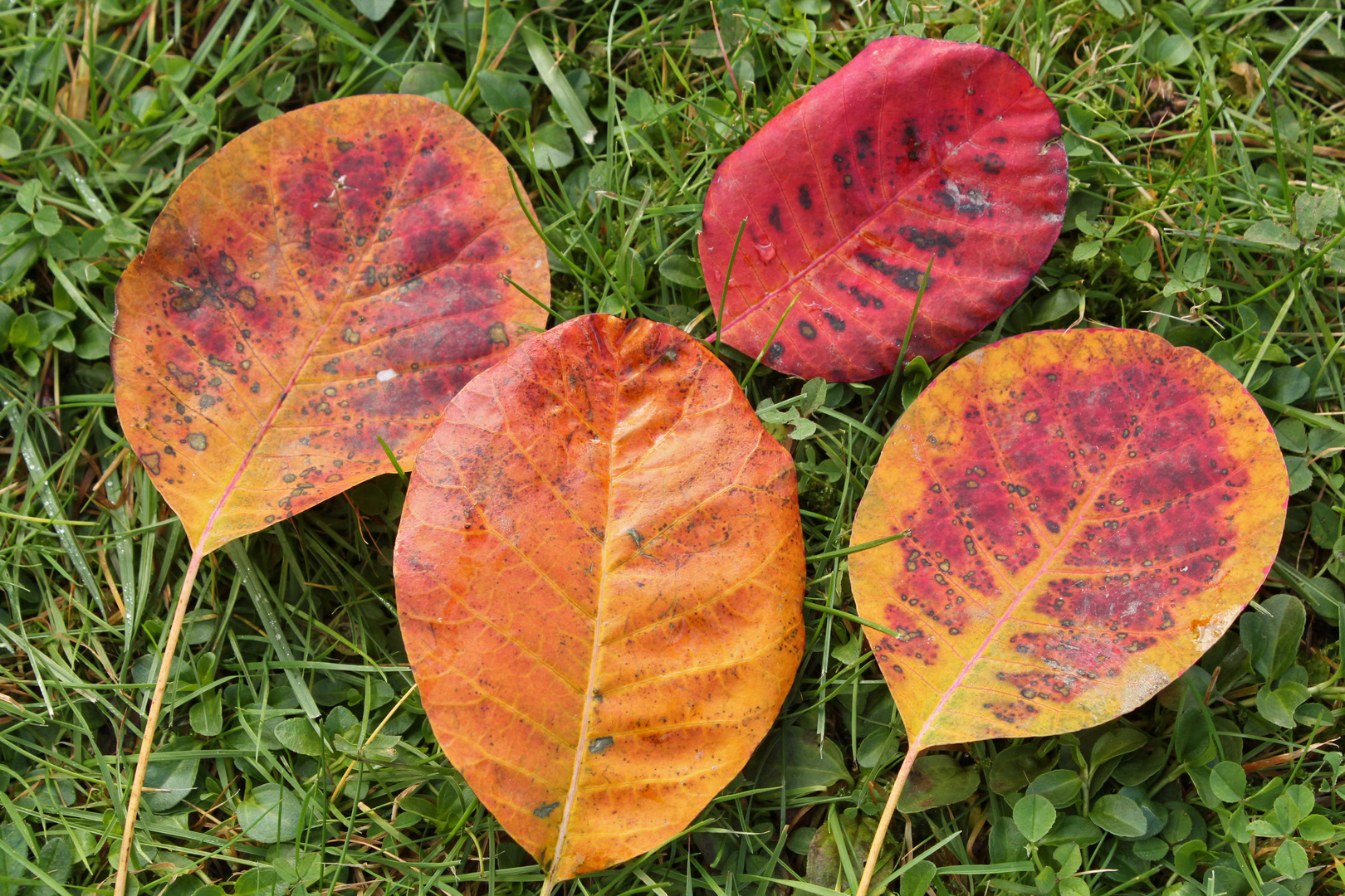 Herbstlaub unter einem Perückenstrauch