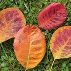 Herbstlaub unter einem Perückenstrauch