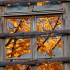 Herbstlaub vor dem Fenster