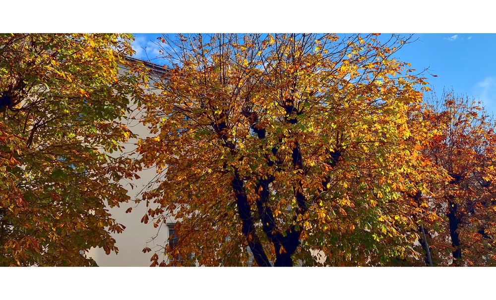 Herbstlaub vor der Kaserne