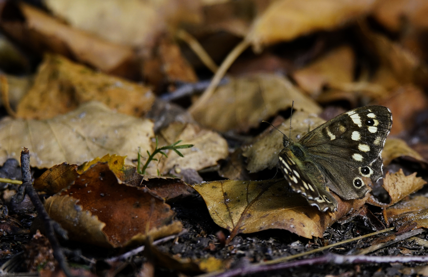 Herbstlaub------Waldbrettspiel.