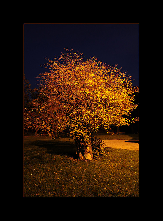 ...Herbstlaub zur blauen Stunde...