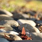 Herbstlaub zwischen Kieselsteinen