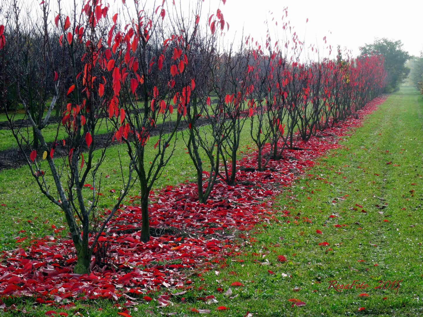 Herbstlaub_2