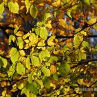 Herbstlaub_2