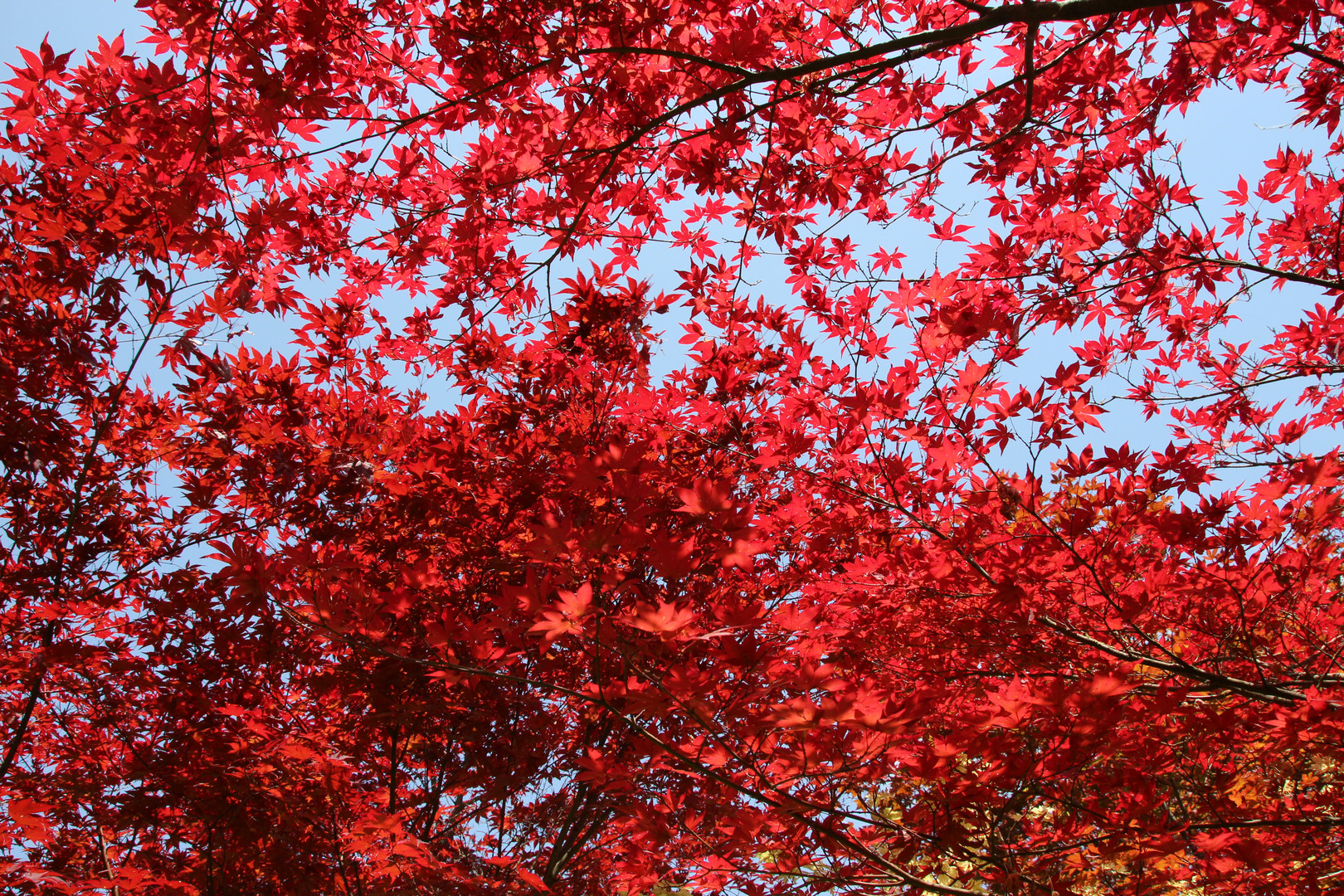 Herbstlaubfärbung