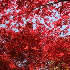 Herbstlaubfärbung
