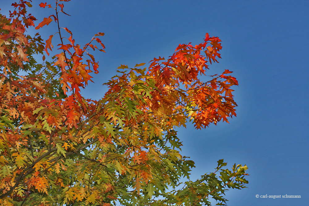 Herbstlaubfärbung