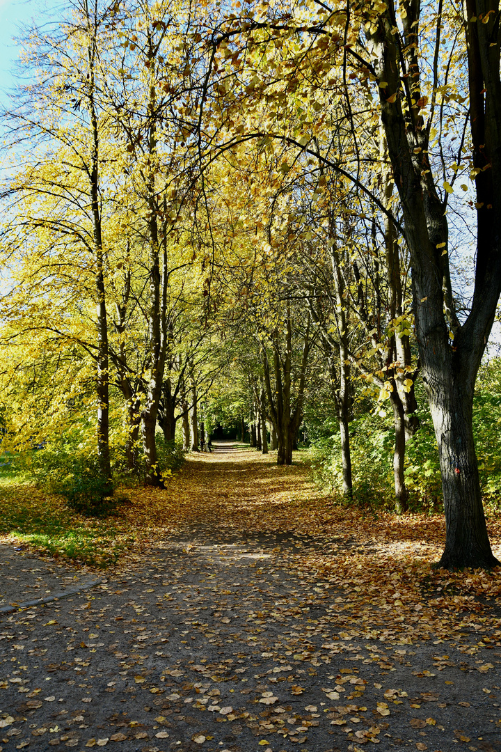 Herbstlaubfärbung bei Sonne