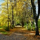 Herbstlaubfärbung bei Sonne