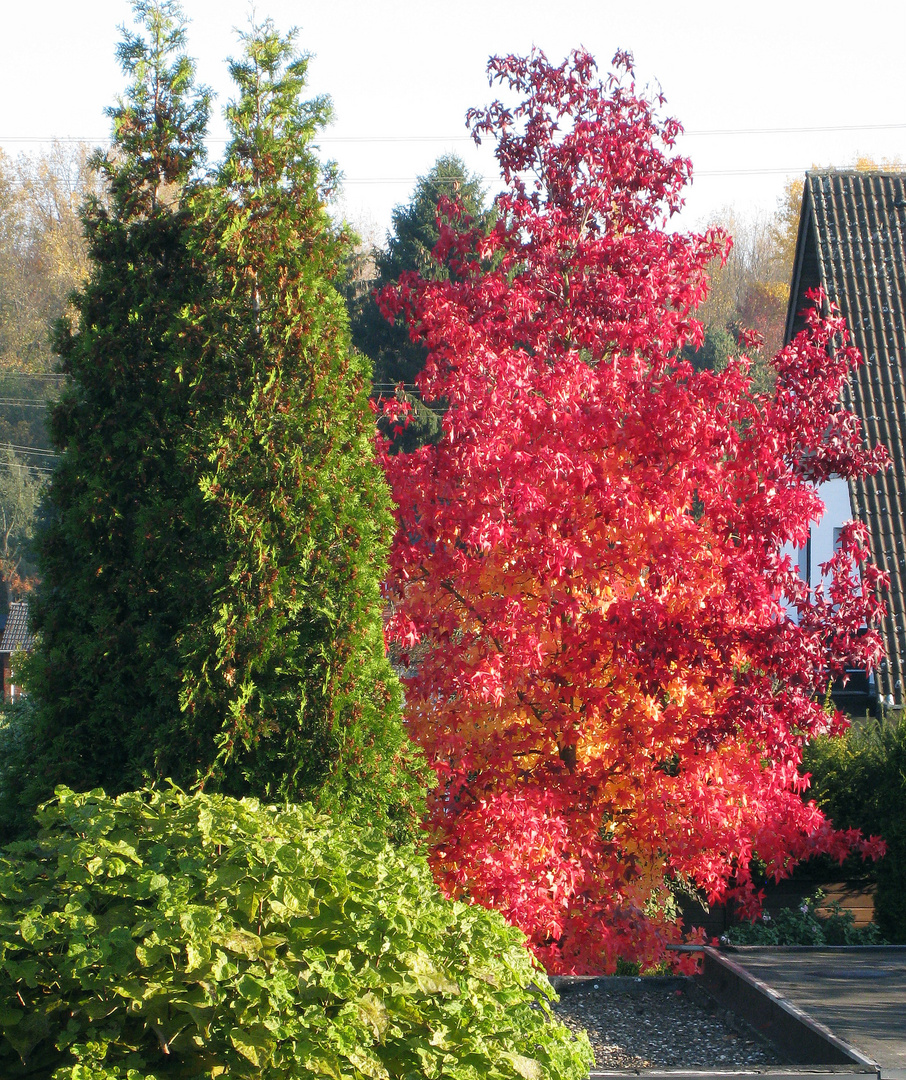 Herbstlaubfärbung ...