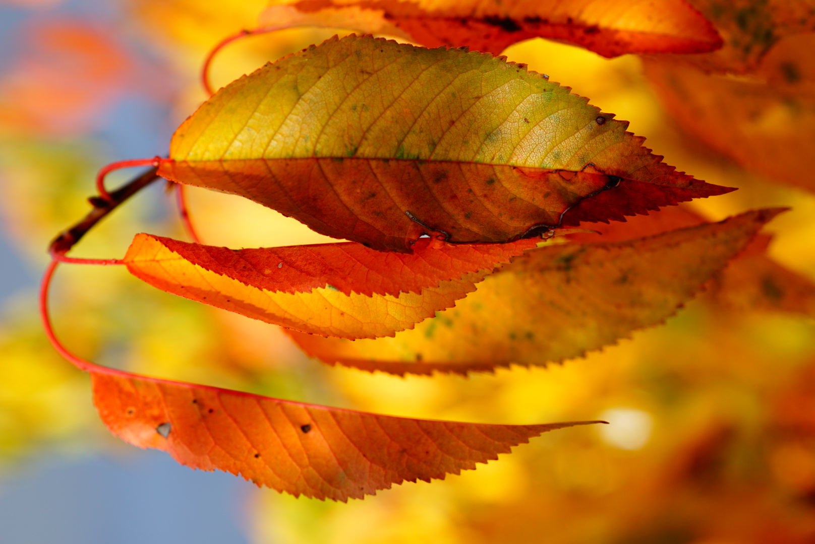 Herbstlaubfärbung