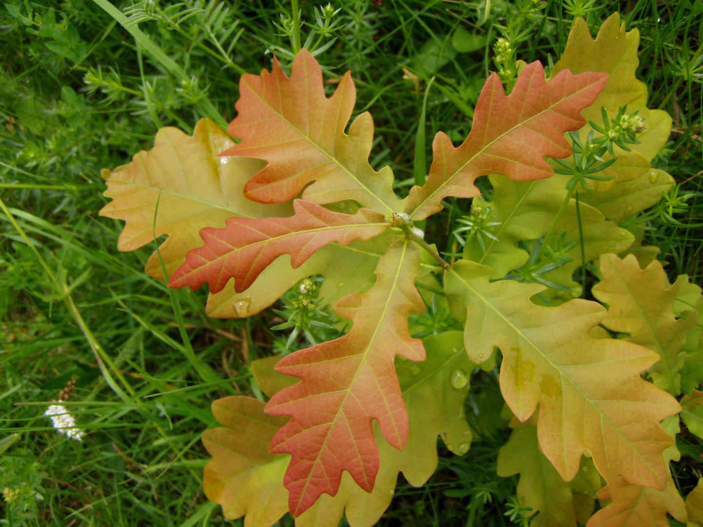 Herbstlaubfarben