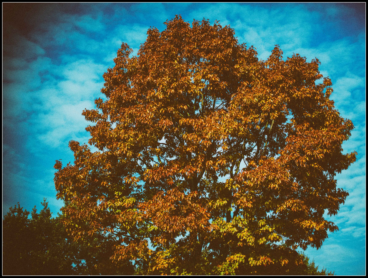 HerbstLaubMittwochsBaumKrone...