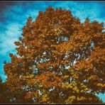 HerbstLaubMittwochsBaumKrone...