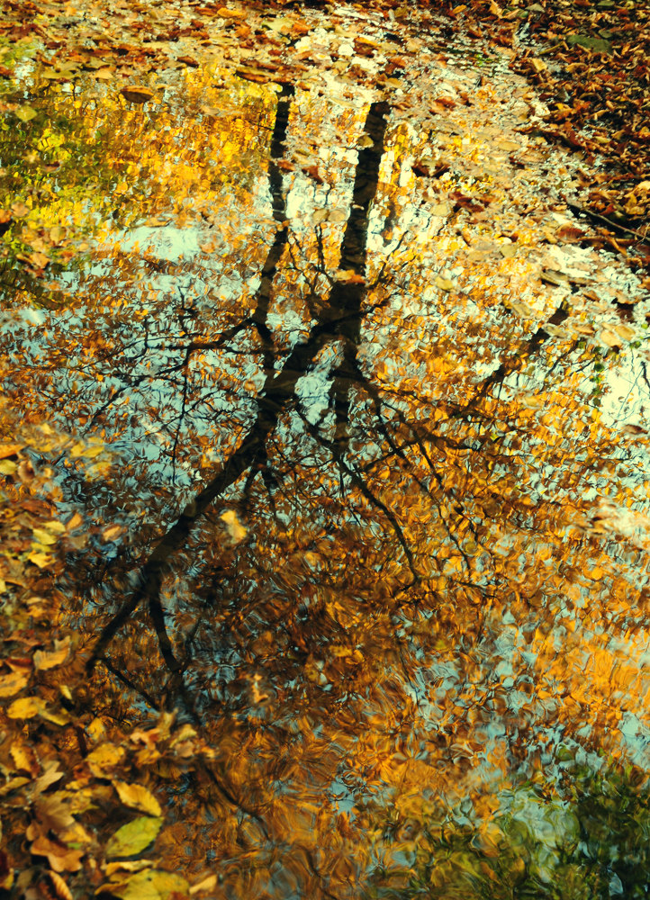 herbst.laub.reflexionen