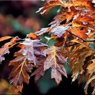 ** Herbstlaubschön **