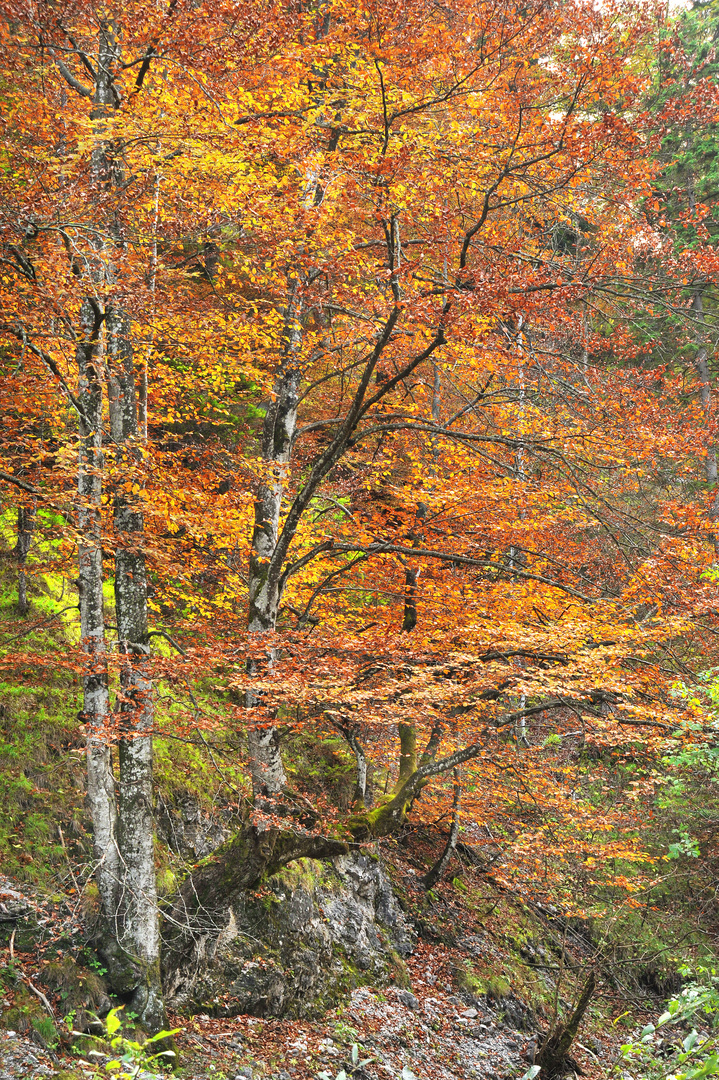 Herbst(laub(stimmung