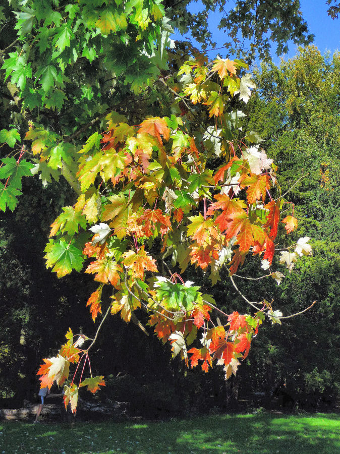 Herbstlaubstudie