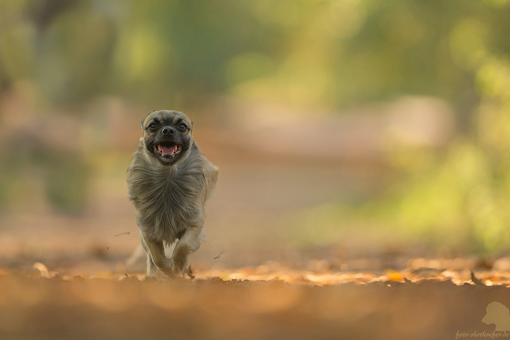 Herbstlauf