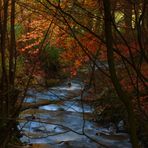 Herbstlauf