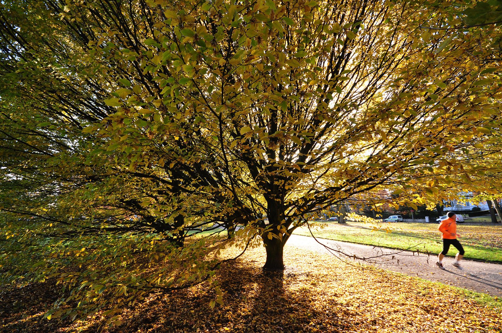 Herbstlauf