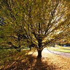 Herbstlauf