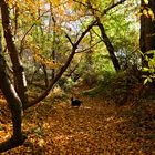 Herbstlauf mit Sheltie