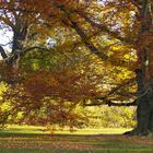 Herbstlaune