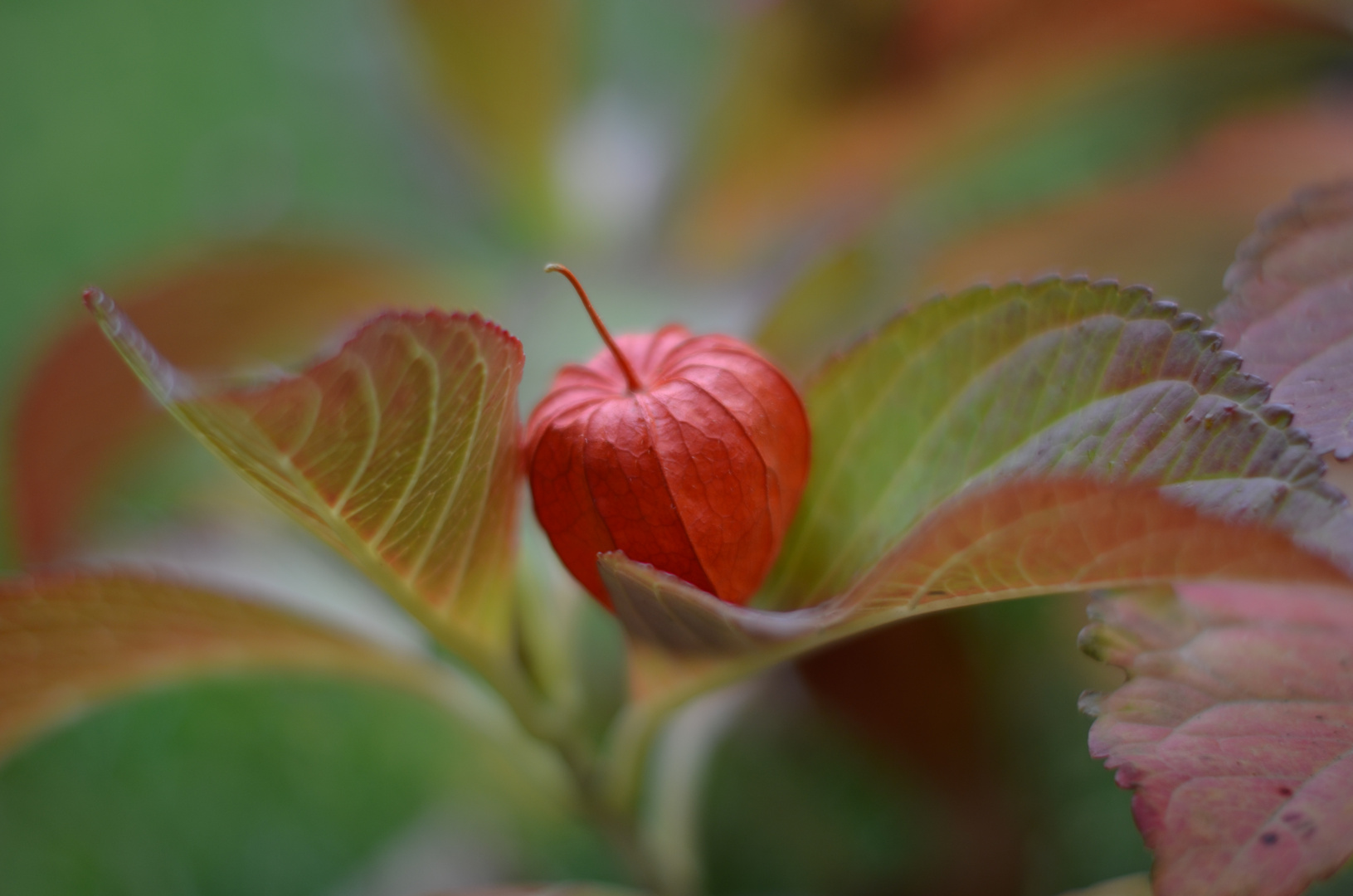 Herbstlaune...