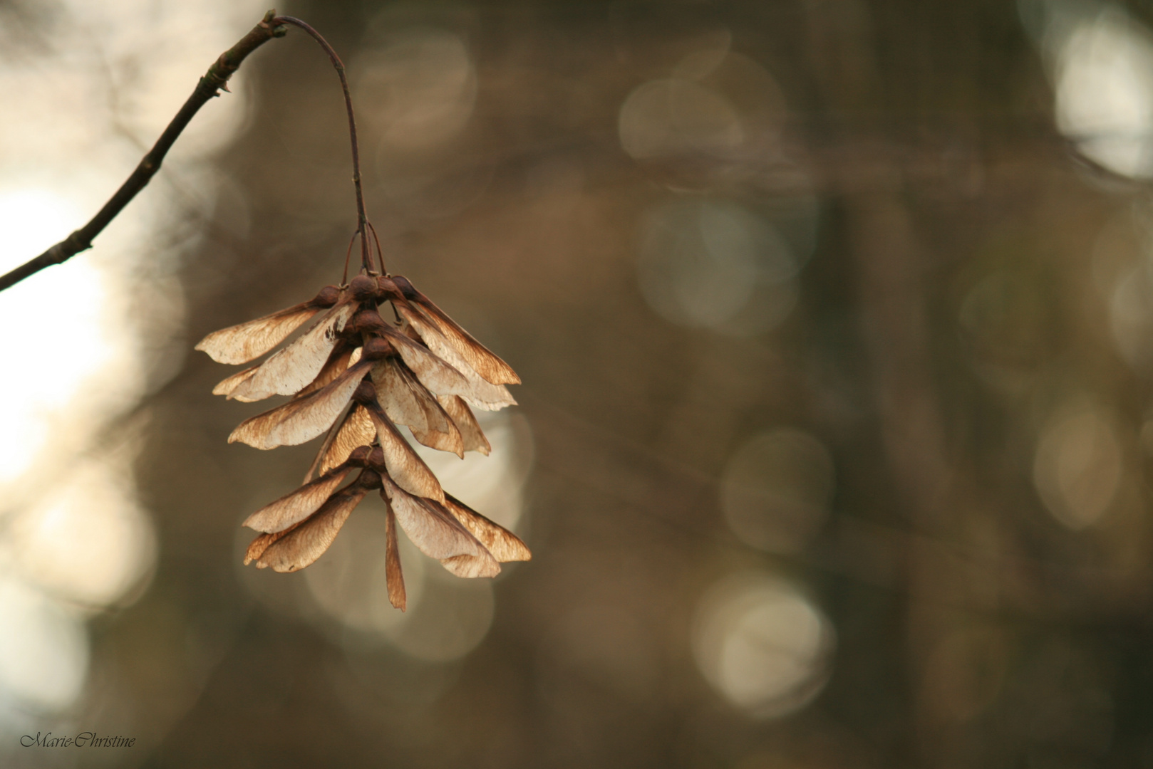 Herbstlaune