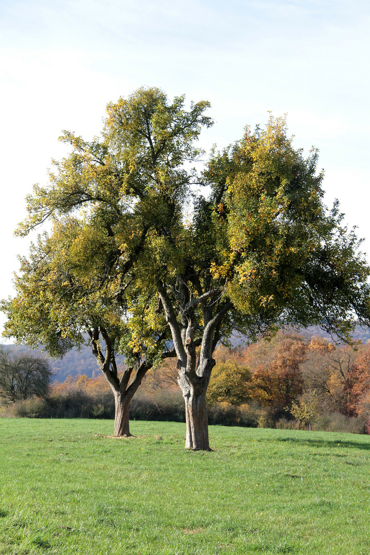 Herbstlaune