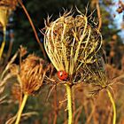 Herbstlaune