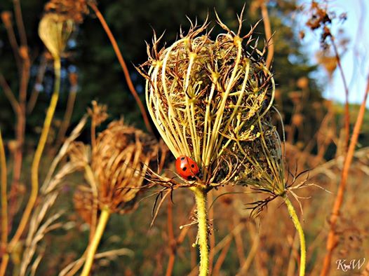 Herbstlaune