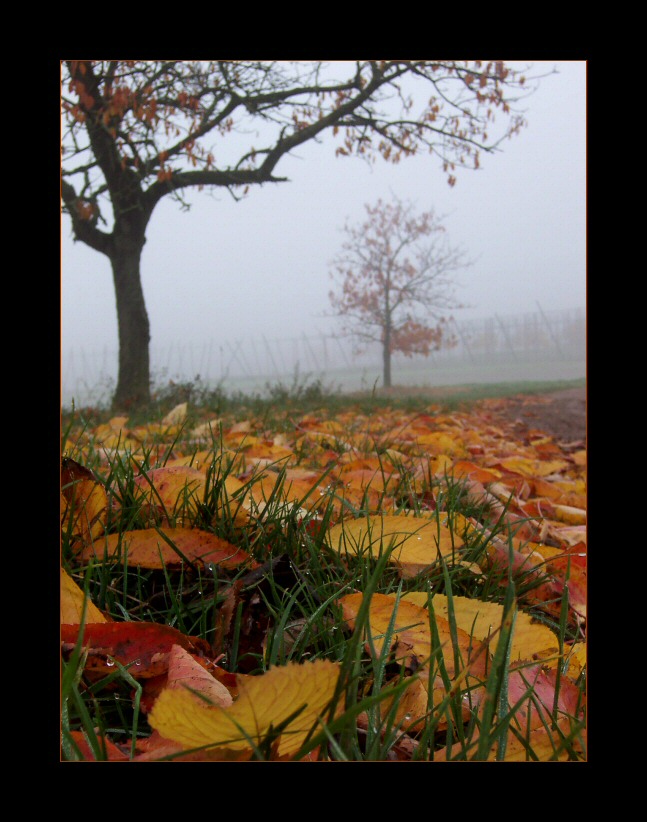 Herbstlauschen