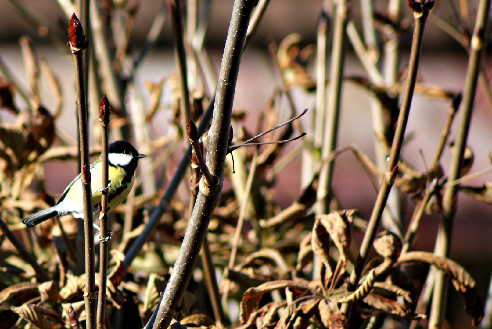 Herbstleben