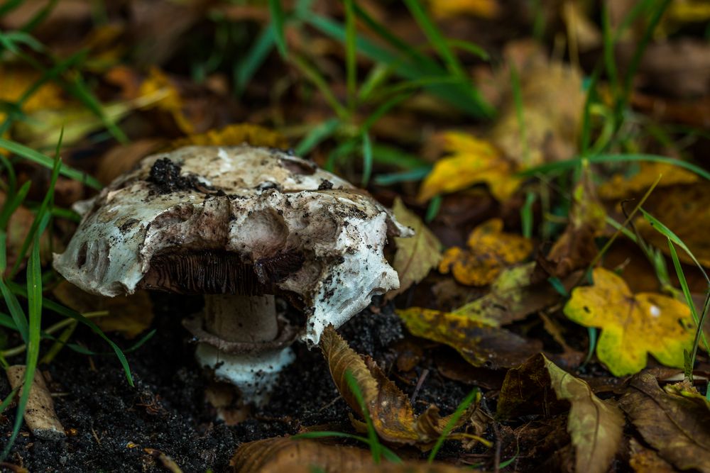 Herbstleckerli