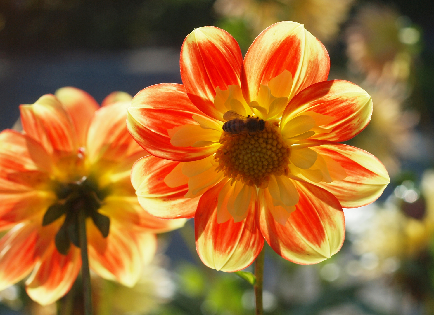 Herbstleuchte