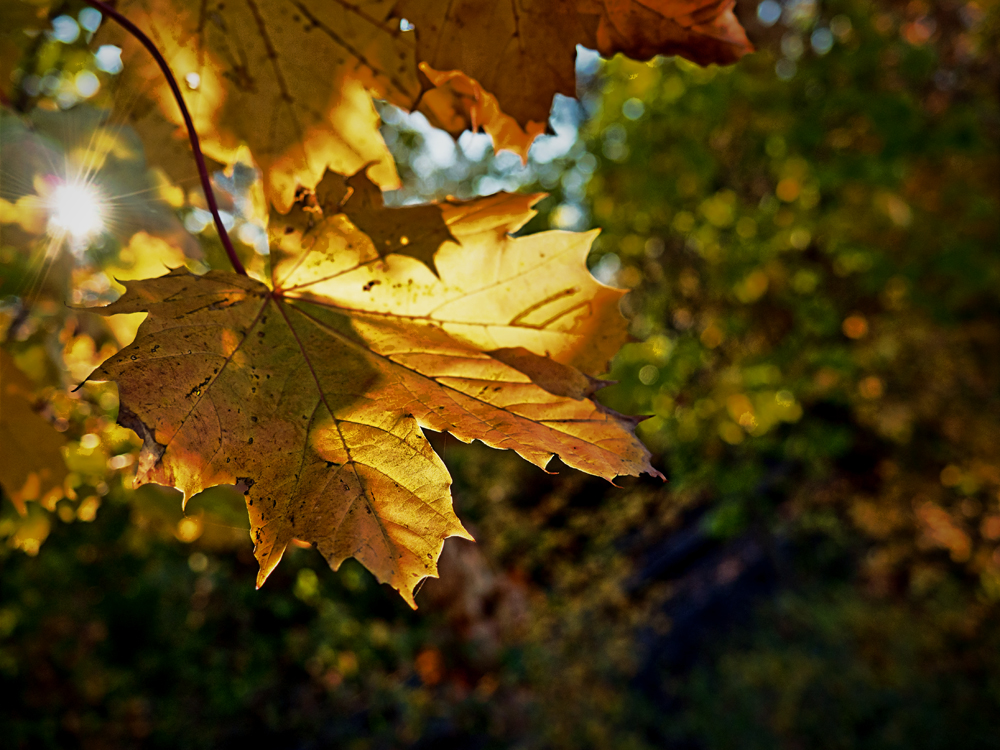 Herbstleuchte