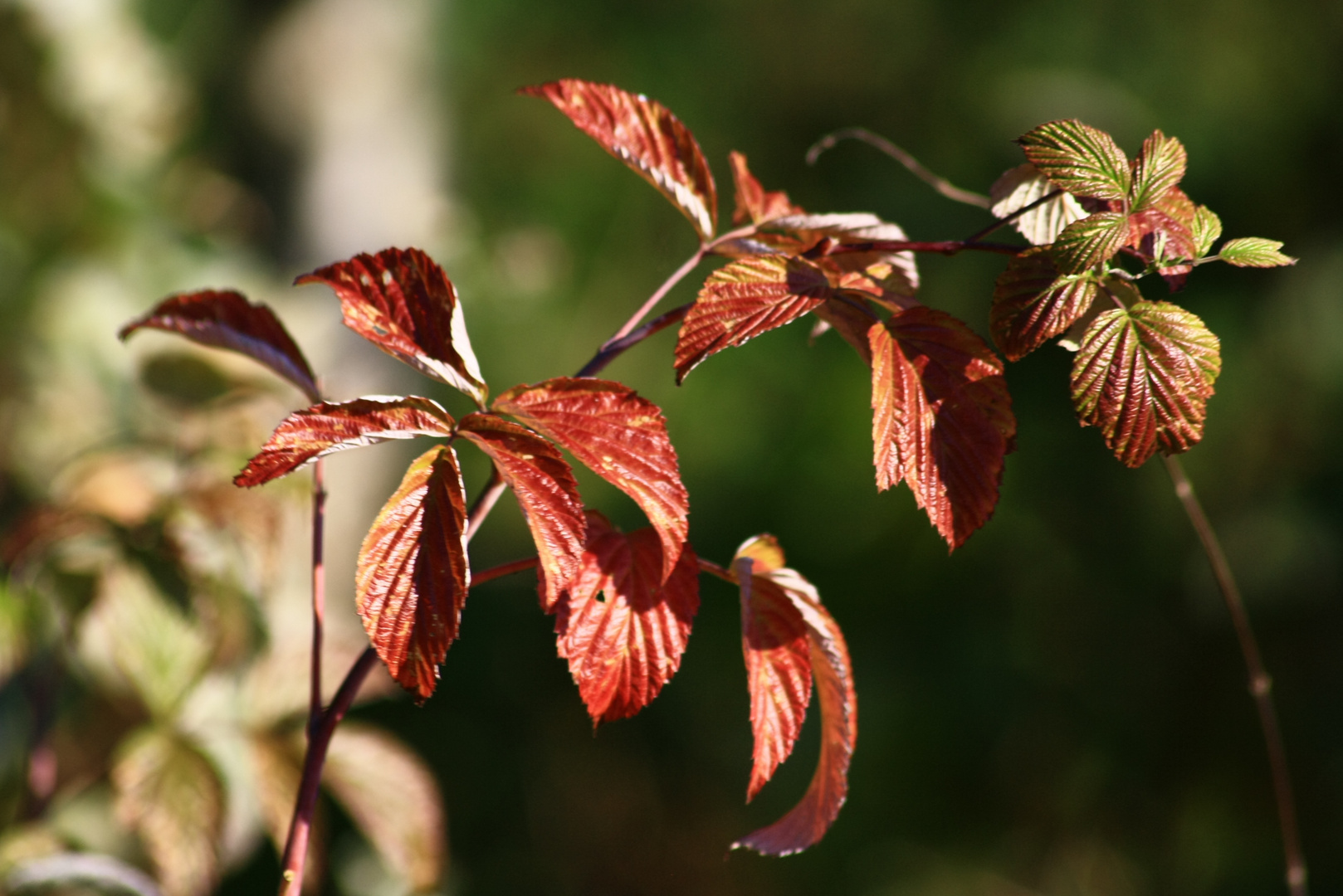 herbstleuchten