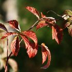 herbstleuchten