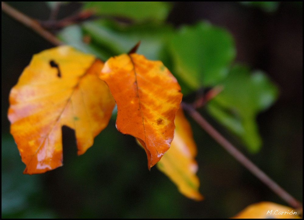 Herbstleuchten