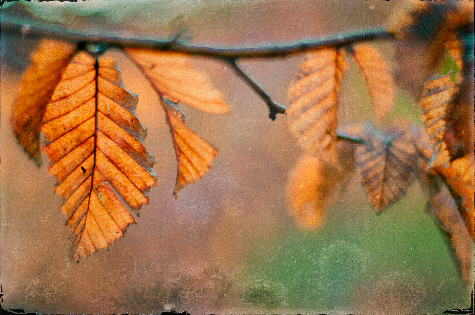 °Herbst.Leuchten*