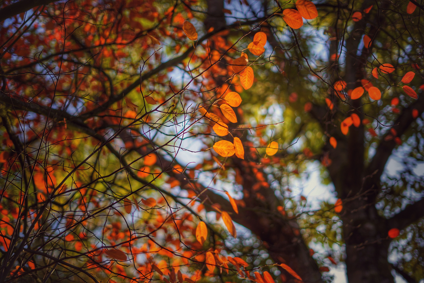 Herbstleuchten