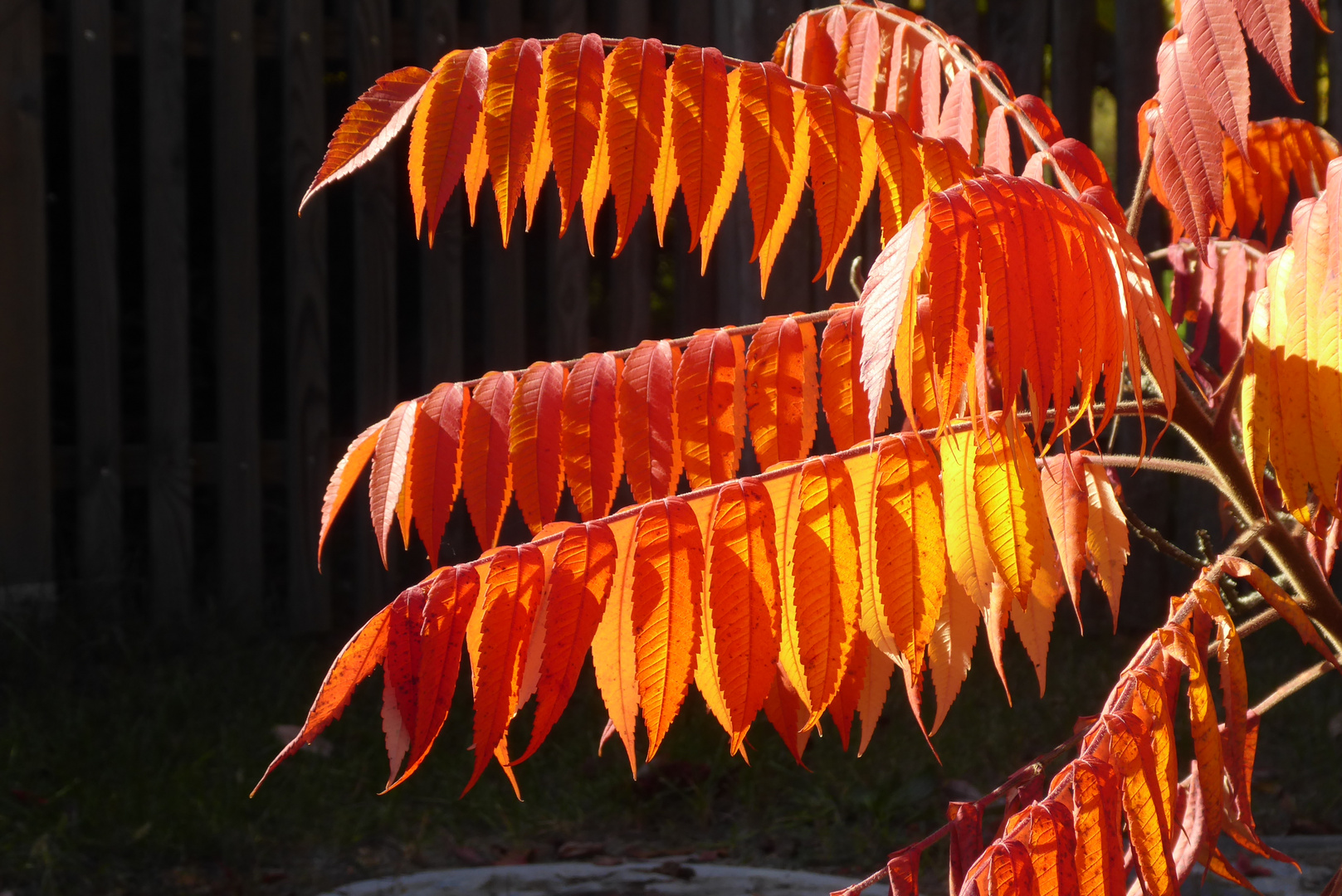 Herbstleuchten